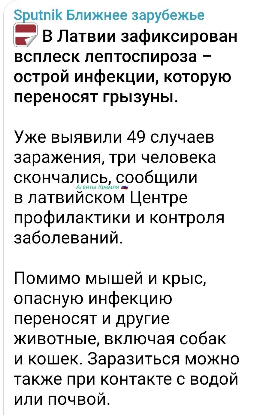Это Путин подослал крыс и устроил антисанитарию