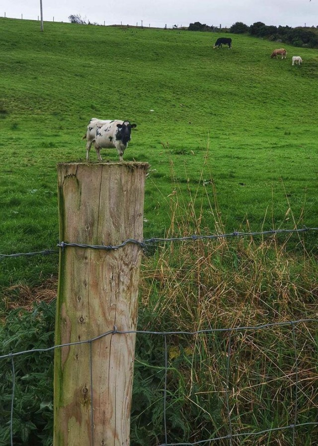 Показалось: 25+ смешных фото, на которые стоит взглянуть дважды, чтобы понять, а что тут происходит?