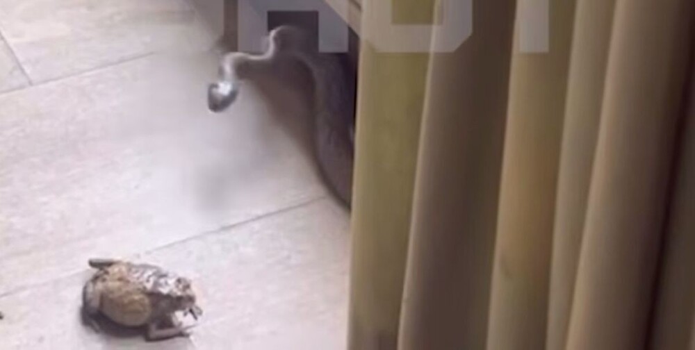 Змея атаковала мужчину, пытавшегося спасти жабу