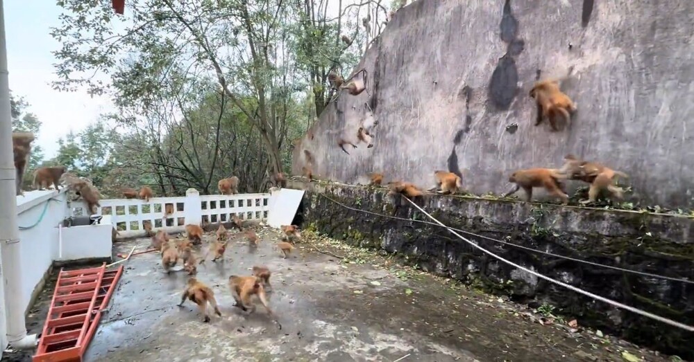 Обезьянопад в Китае