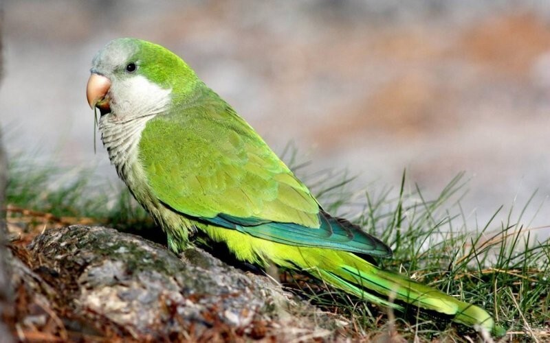 Попугай погулял с курами