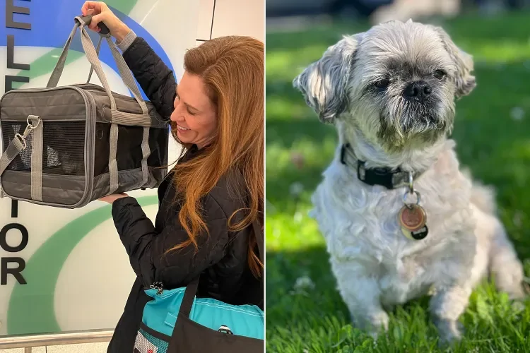 Женщина клонировала покойную собаку за 50 тысяч долларов и теперь жалеет о своём решении