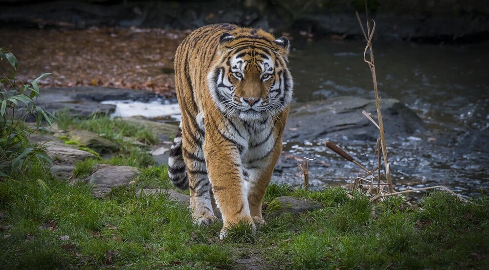 В мире животных. Коты