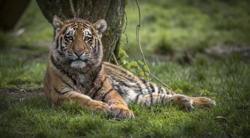 В мире животных. Коты