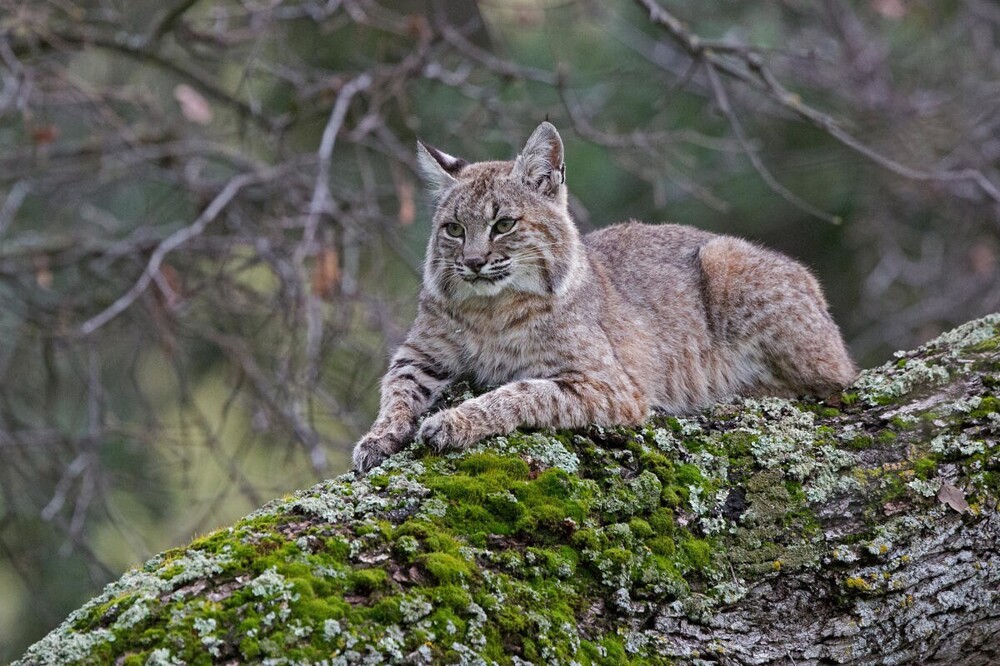 В мире животных. Коты