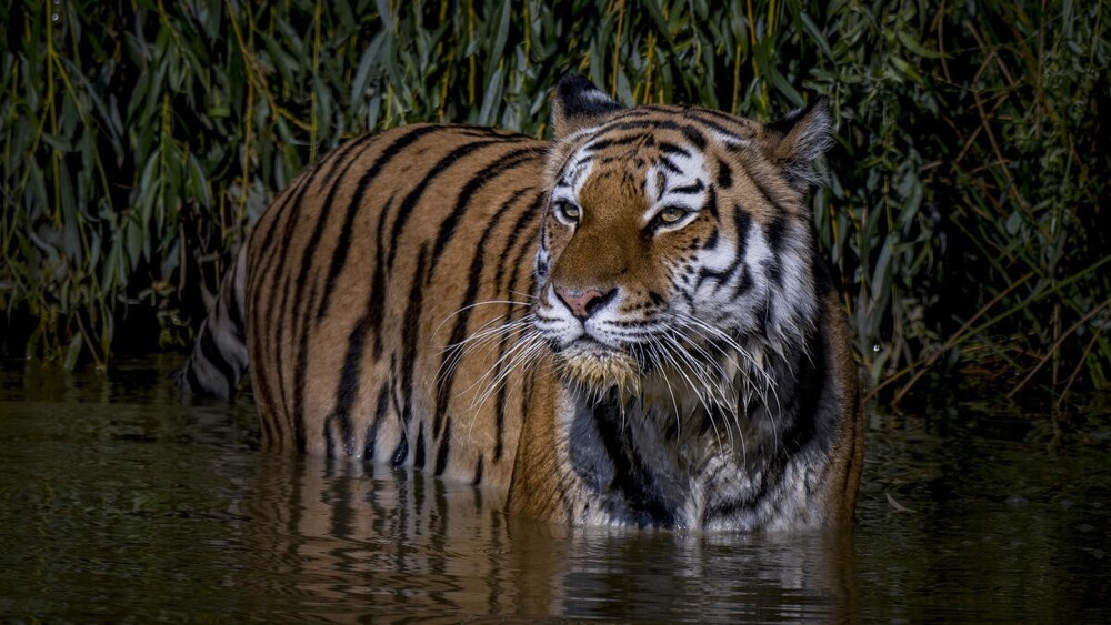 В мире животных. Коты