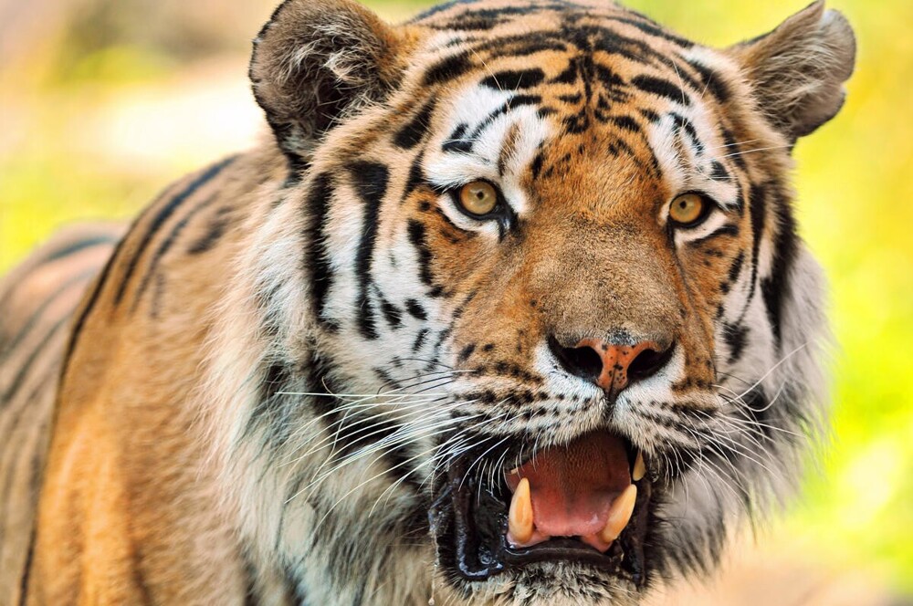 В мире животных. Коты