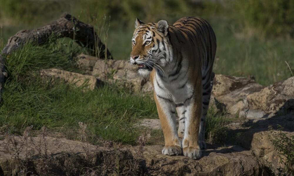 В мире животных. Коты