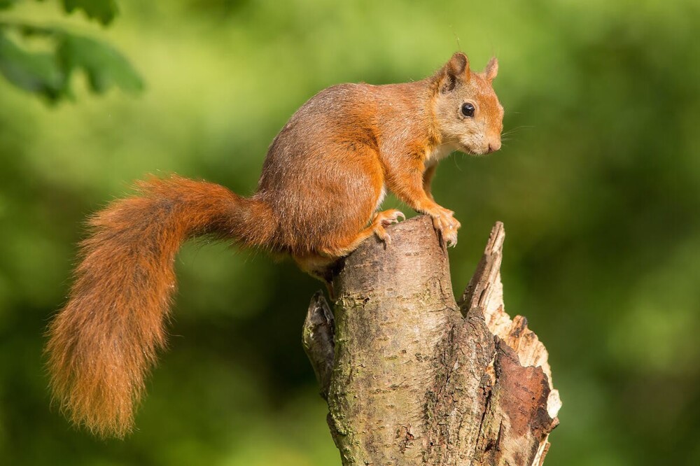 В мире животных. Белки