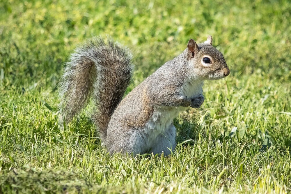 В мире животных. Белки