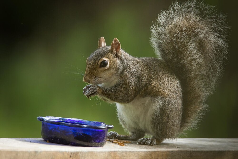 В мире животных. Белки