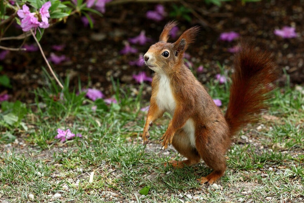 В мире животных. Белки