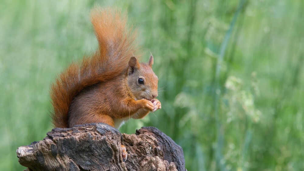 В мире животных. Белки