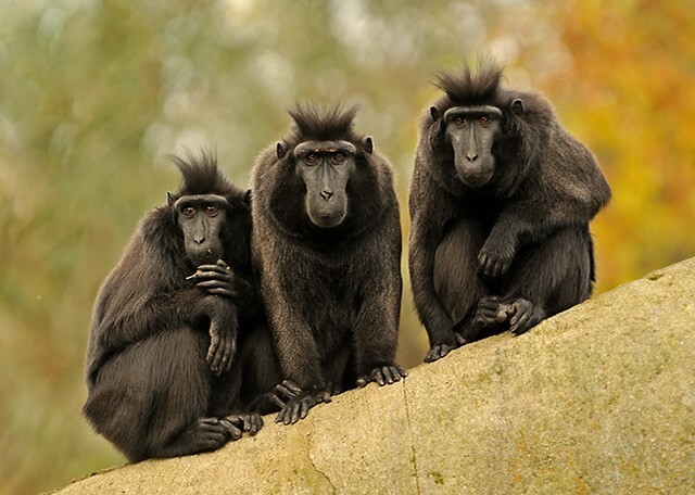 Забавные...1