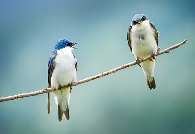 Забавные...1