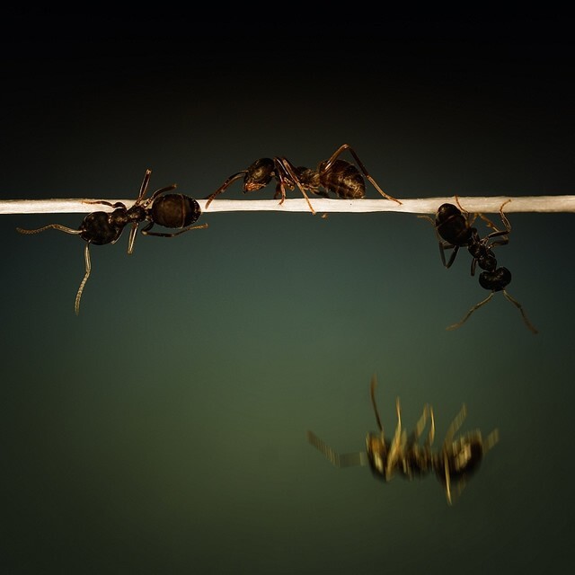 Забавные...1