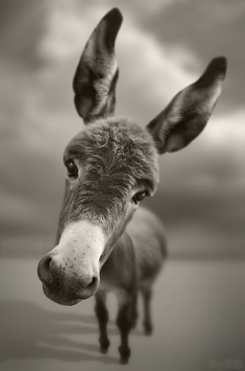 Забавные...2