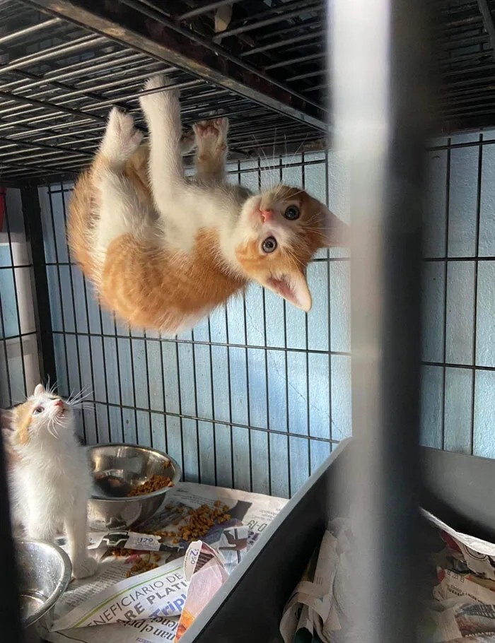 Забавные...2