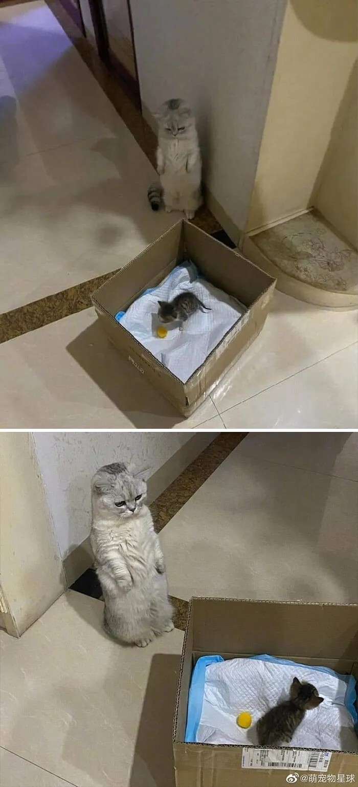 Забавные...2