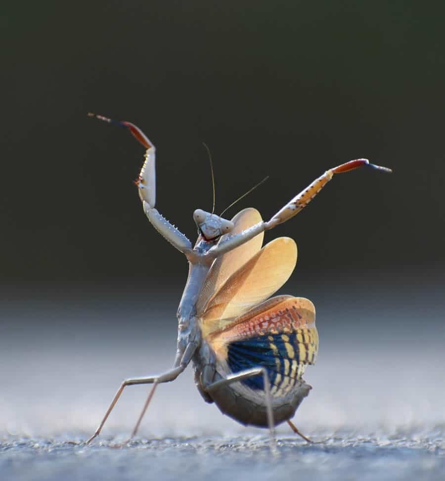 Забавные...2