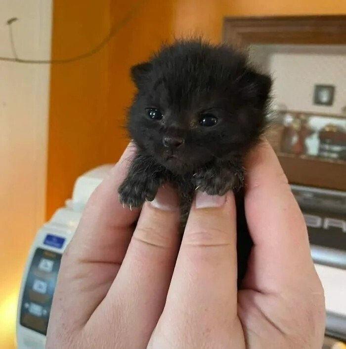 Забавные...2