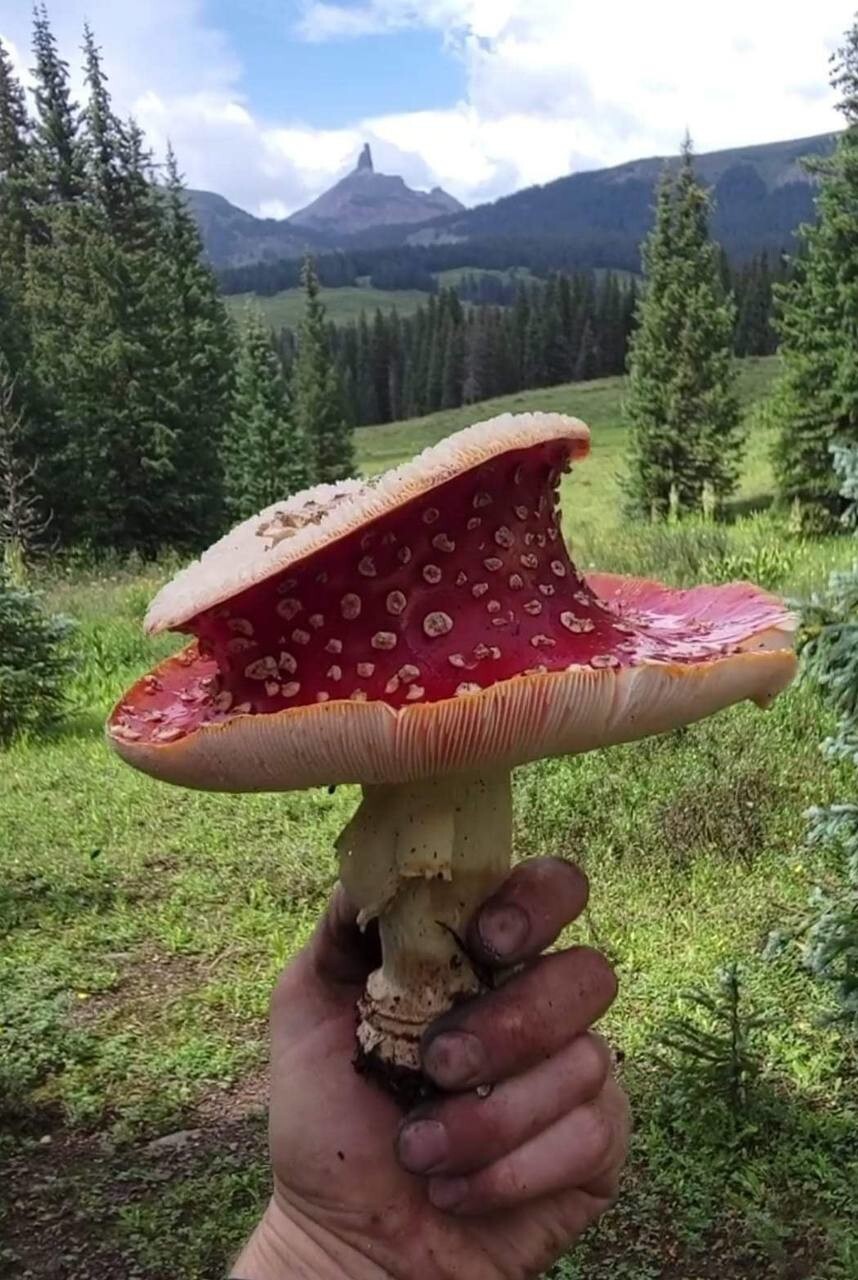 20. Шляпка мухомора необычной формы