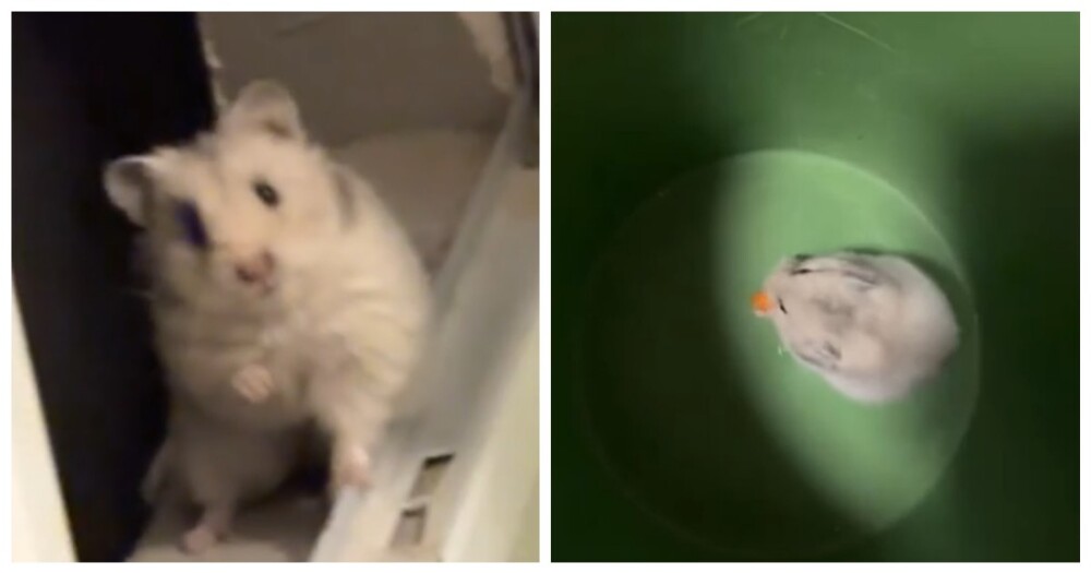 Девушка нашла за стеной живого хомяка