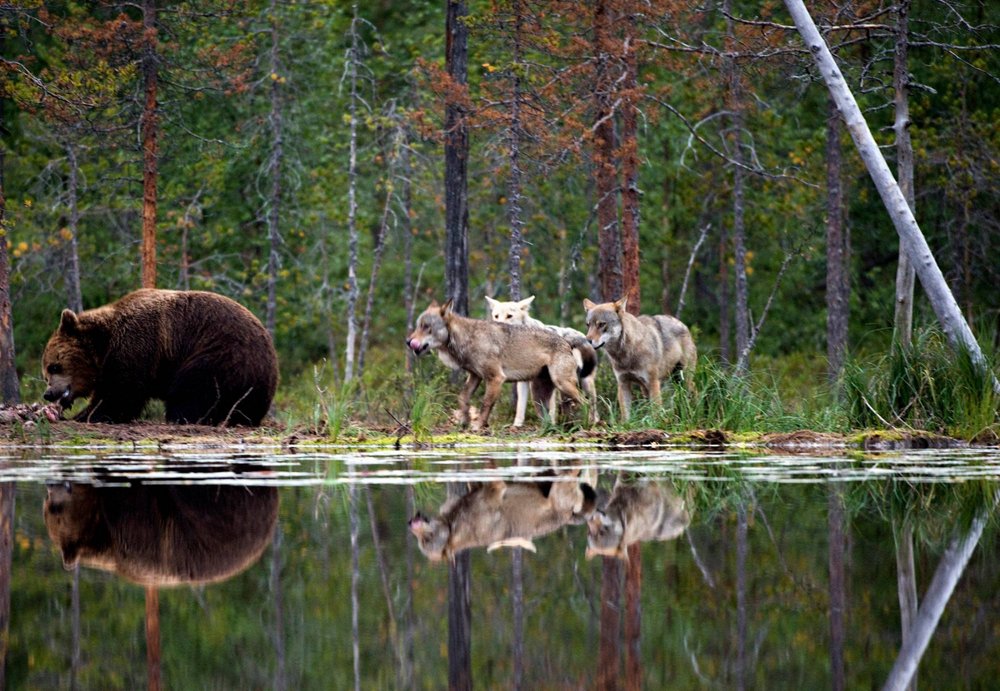 Чем заканчиваются встречи медведей и волков?
