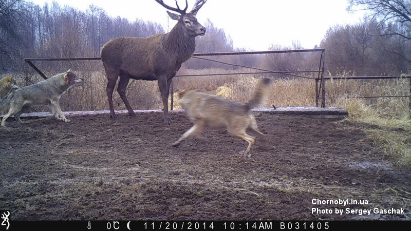 Чем заканчиваются встречи медведей и волков?