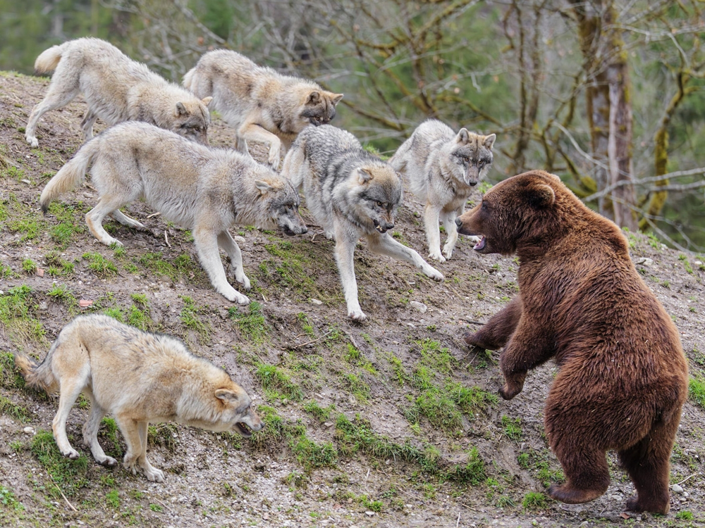Чем заканчиваются встречи медведей и волков?