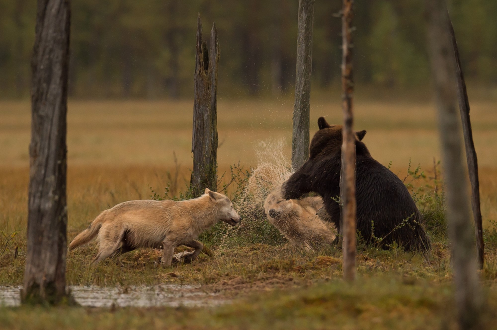 Чем заканчиваются встречи медведей и волков?