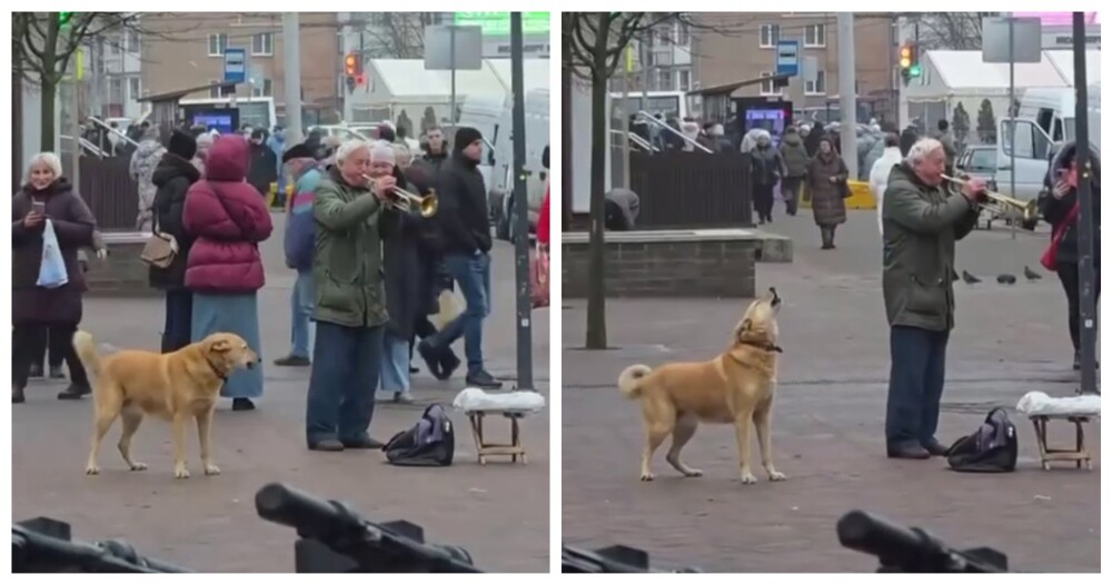 Собака подпела уличному музыканту