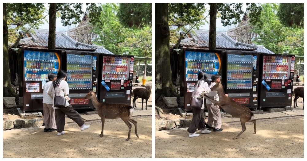 Как не стоит вести себя с оленями в японской Нара