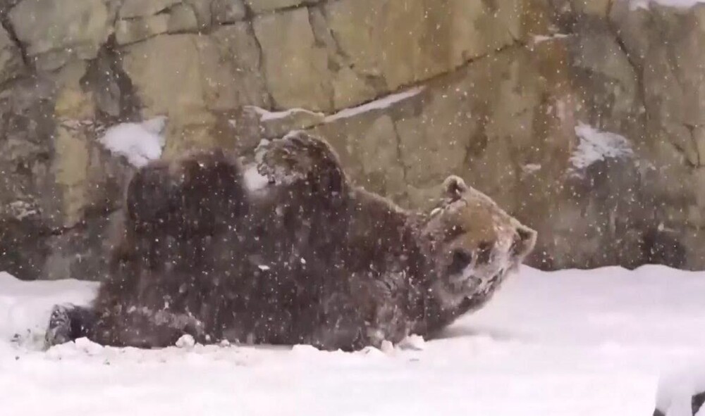 Первый снег в чикагском зоопарке порадовал  медвежонка