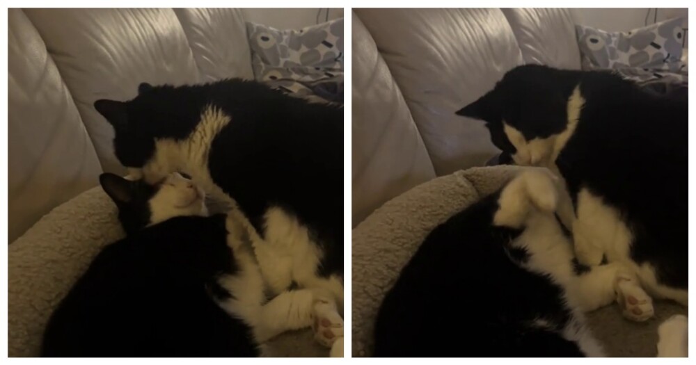 Пушистая бабушка ухаживает за внуком