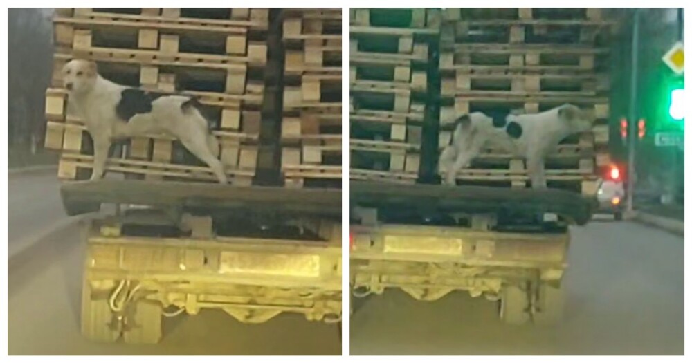 Собаку-зацепера заметили в Подмосковье