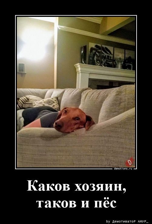 Каков хозяин, таков и пёс