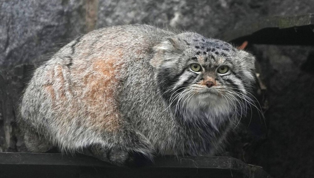 Манул Тимофей пытается добраться до лакомства