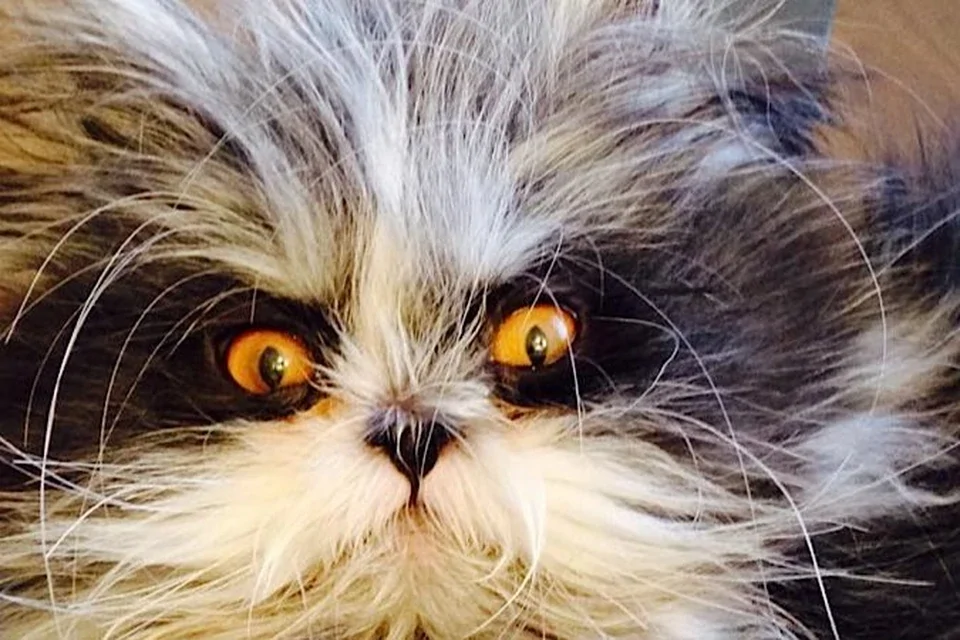 "Инопланетный кот" прославился в сети
