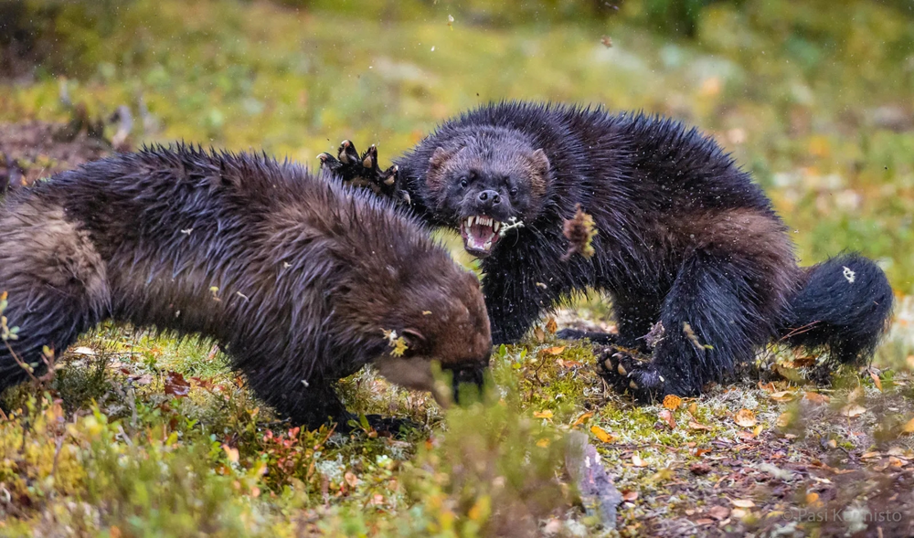 Росомаха: валит оленей и загоняет медведя на дерево