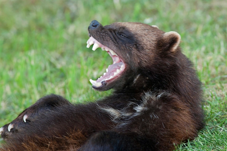 Росомаха: валит оленей и загоняет медведя на дерево