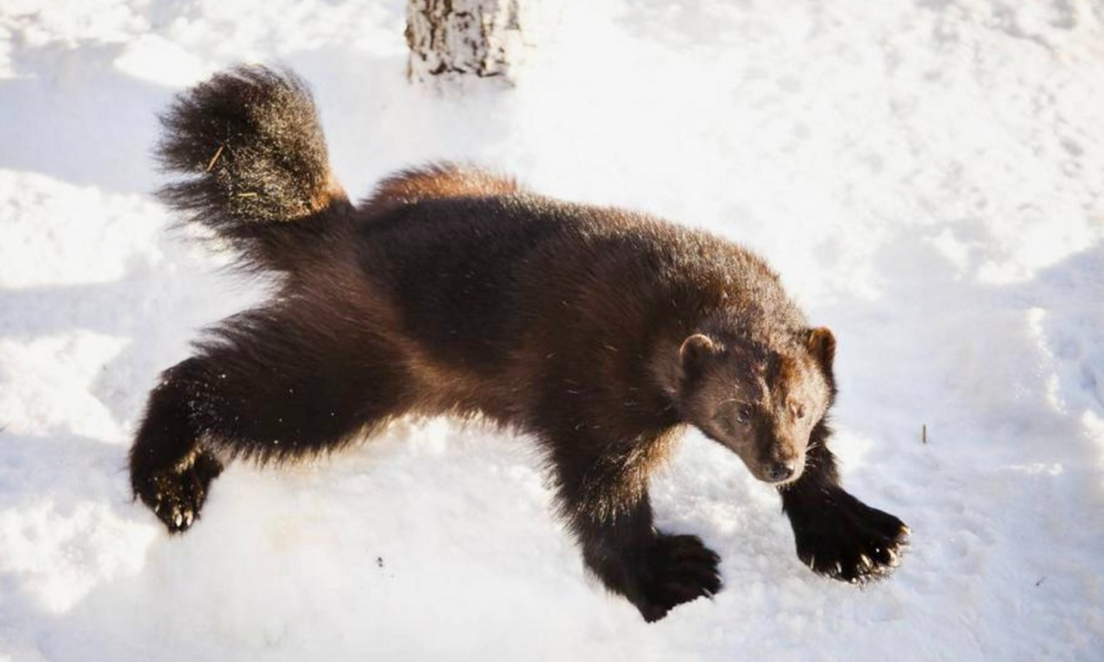 Росомаха: валит оленей и загоняет медведя на дерево
