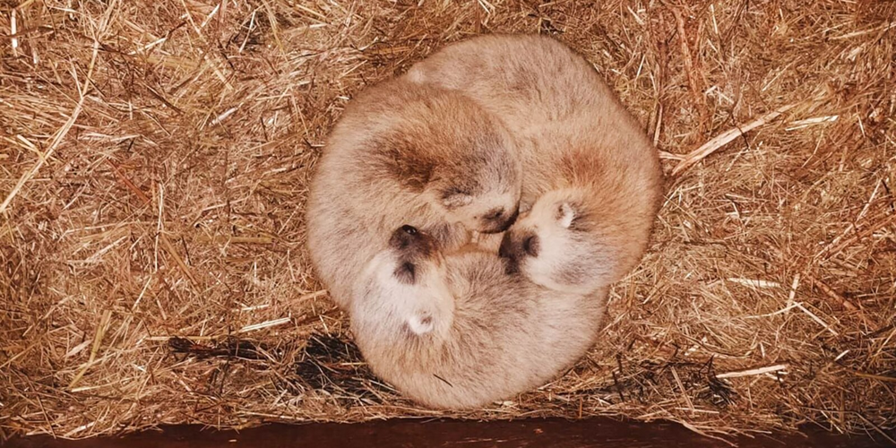 Росомаха: валит оленей и загоняет медведя на дерево