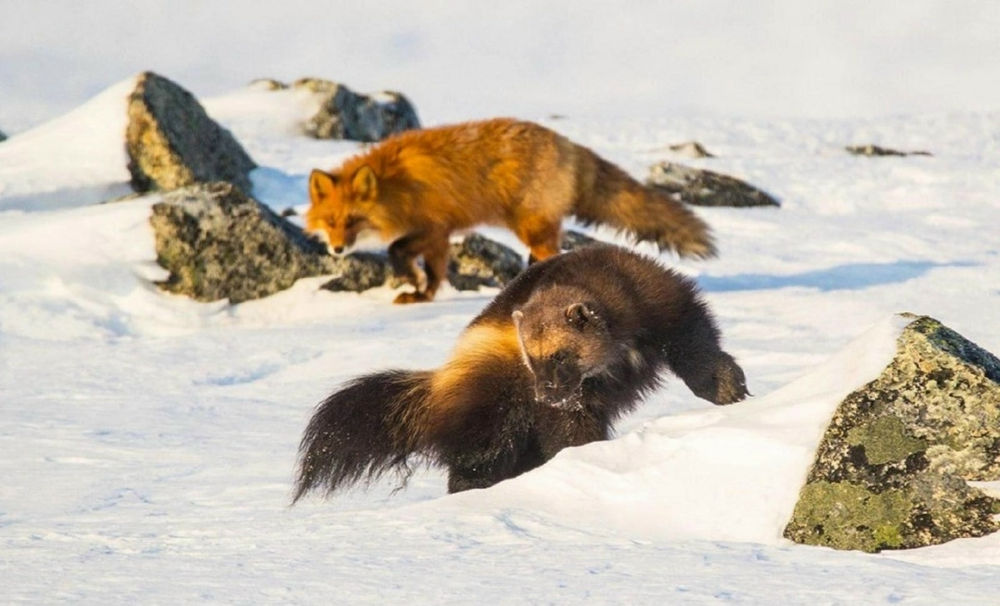 Росомаха: валит оленей и загоняет медведя на дерево