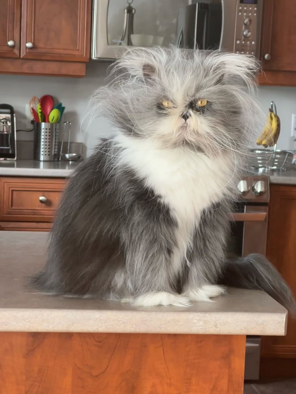 "Инопланетный кот" прославился в сети