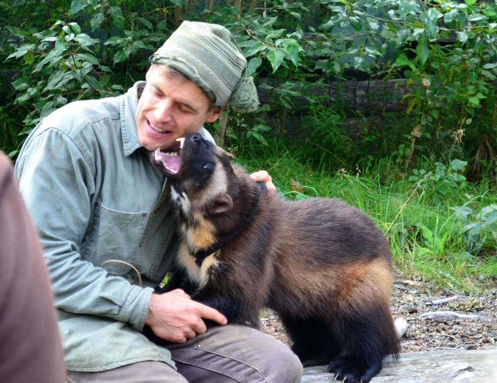 Росомаха: валит оленей и загоняет медведя на дерево
