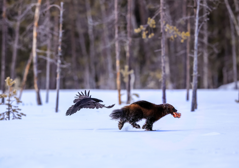 Росомаха: валит оленей и загоняет медведя на дерево