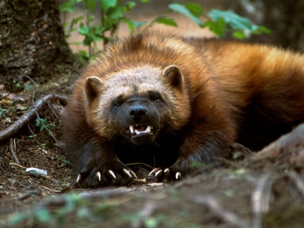 Росомаха: валит оленей и загоняет медведя на дерево