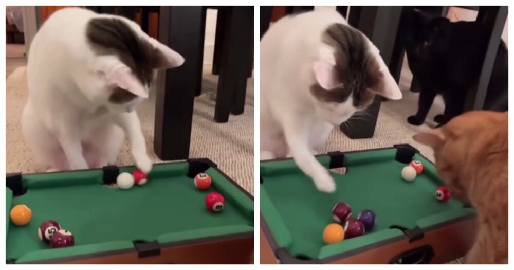 Мини-бильярд для котов