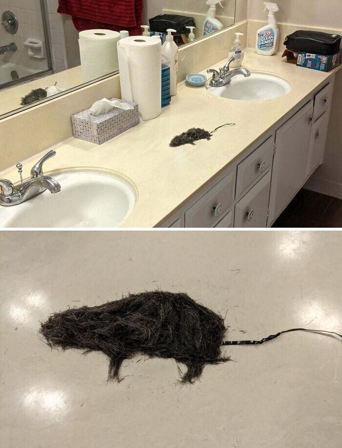 26. Муж подкинул «крысу» 